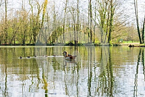 Duck family with cubs on a lake