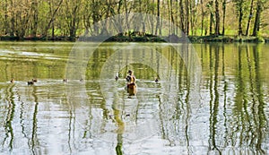 Duck family with cubs on a lake