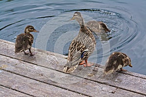 Duck Family Jumping on a Dock Jumping in Water