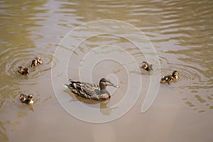 Duck family in a pond