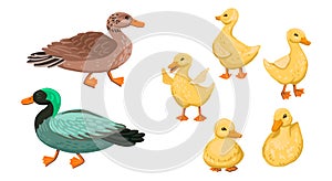 Duck family. Set small ducklings with parents, drake and duck. Vector cartoon illustration