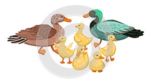 Duck family. Set small ducklings with parents, drake and duck. Vector cartoon illustration