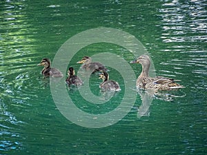 Duck family swimming in bally park schoenenwerd