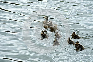Duck family swims group on the pond in the wild.