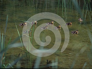 Duck family swims on the pond