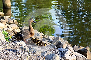 Duck family by the water