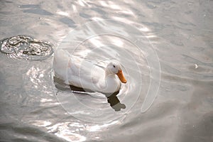 Duck in farm