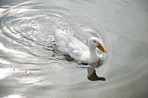 Duck in farm