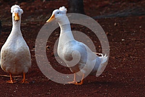 Duck at farm