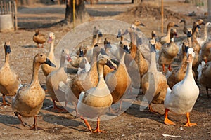 Duck farm