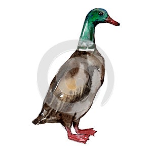 Duck farm animal isolated. Watercolor background illustration set. Isolated duck illustration element.
