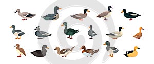 Duck, farm animal set flat cartoon isolated on white background. Vector isolated illustration