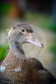 Duck. Farm with goose, wings, beak, poultry egg. Hens duckling village household. Avifauna concept. High quality photo photo