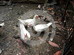 Duck farms in asian village