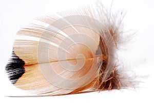 Duck Feather