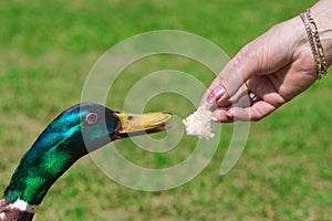 Duck Feeding On Bread