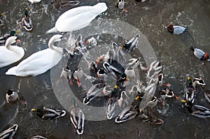 Duck feeding frenzy