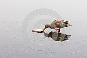 A duck feeding on a frozen lake