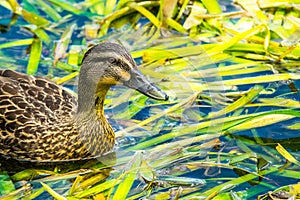 Duck feeding in pond weed