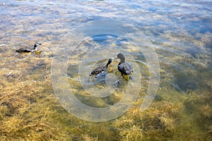 Duck feeds her ducklings on the lake. Algae in lake water