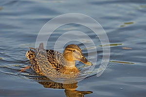 duck, female floats in the river