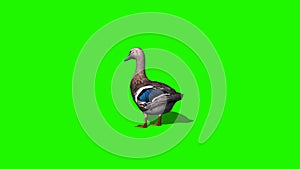 Duck female idle 2 - green screen