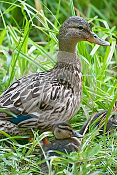 Duck female with little ducklings sitting in the grass