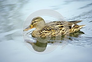 Duck, female mallard duck
