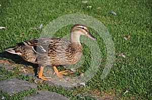 Duck on A female mallard duck stands in the grass.