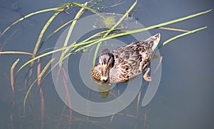 Duck female in the pnd on sunny summer day