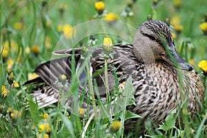 The duck female is resting in dandelion flowers
