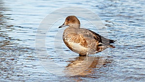 duck, female wigeon standing on the shallows in early spring