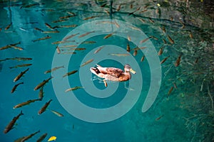 Duck and fishes in water of Plitvice Lakes