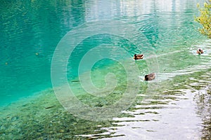 Duck and fishes in water of Plitvice Lakes, Croatia