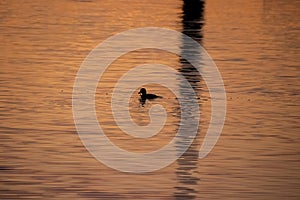 Duck is fishing in Mission Bay alongside reflectio of sailboat mast photo