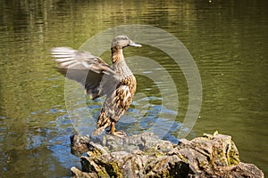 Duck flapping its wings