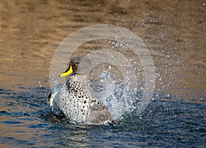A duck flapping its wings as part of a preening routine.