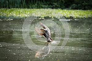 Duck flapping its wings over the body of water.
