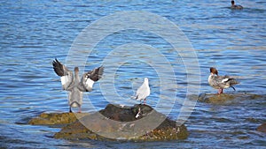 Duck flapping its wings, slow motion