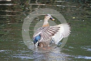 Duck Flapping Wings