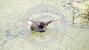 Duck flapping wings in algae-covered pond. photo