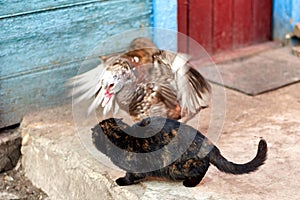 Duck flaps its wings on a cat in the courtyard of a rural house