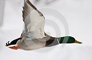 Duck in flight