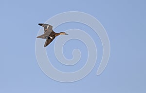 Duck in flight with copy space