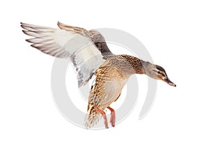 Duck in flight isolated on white background