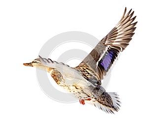 Duck in flight isolated on white background