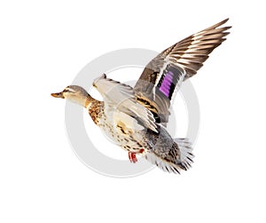 Duck in flight isolated on white background