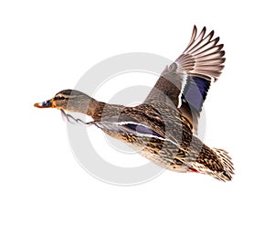 Duck in flight isolated on white background