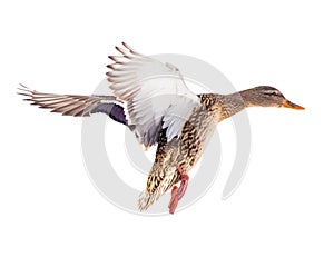 Duck in flight isolated on white background