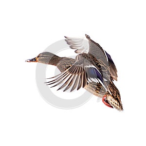 Duck in flight isolated on white background